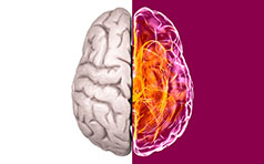 Cerebro Novartis | Cliente: La Nova Harriet